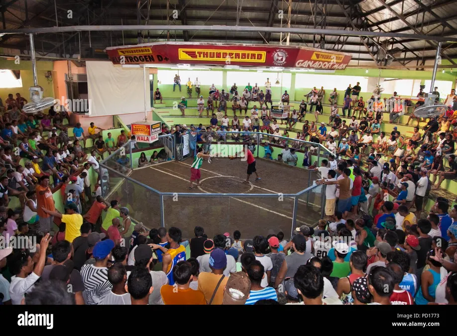Philippine Traditional Cockfighting Framework and Regulations