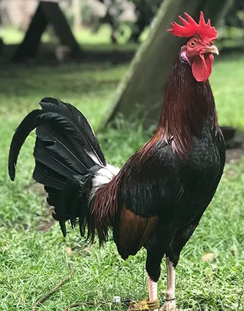 Gamefowl Station Height, Wing Form, and Gaff Blade Positioning