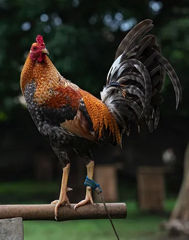 Meron and Wala Roosters Handicapping and Physical Conditioning